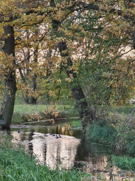 Agroturystyka U Siwego Rokitki  Esterno foto